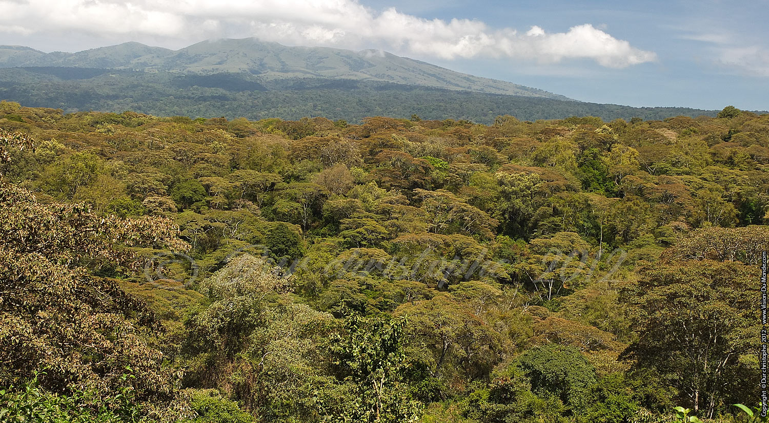 Jungle - Ngorongoro 2012