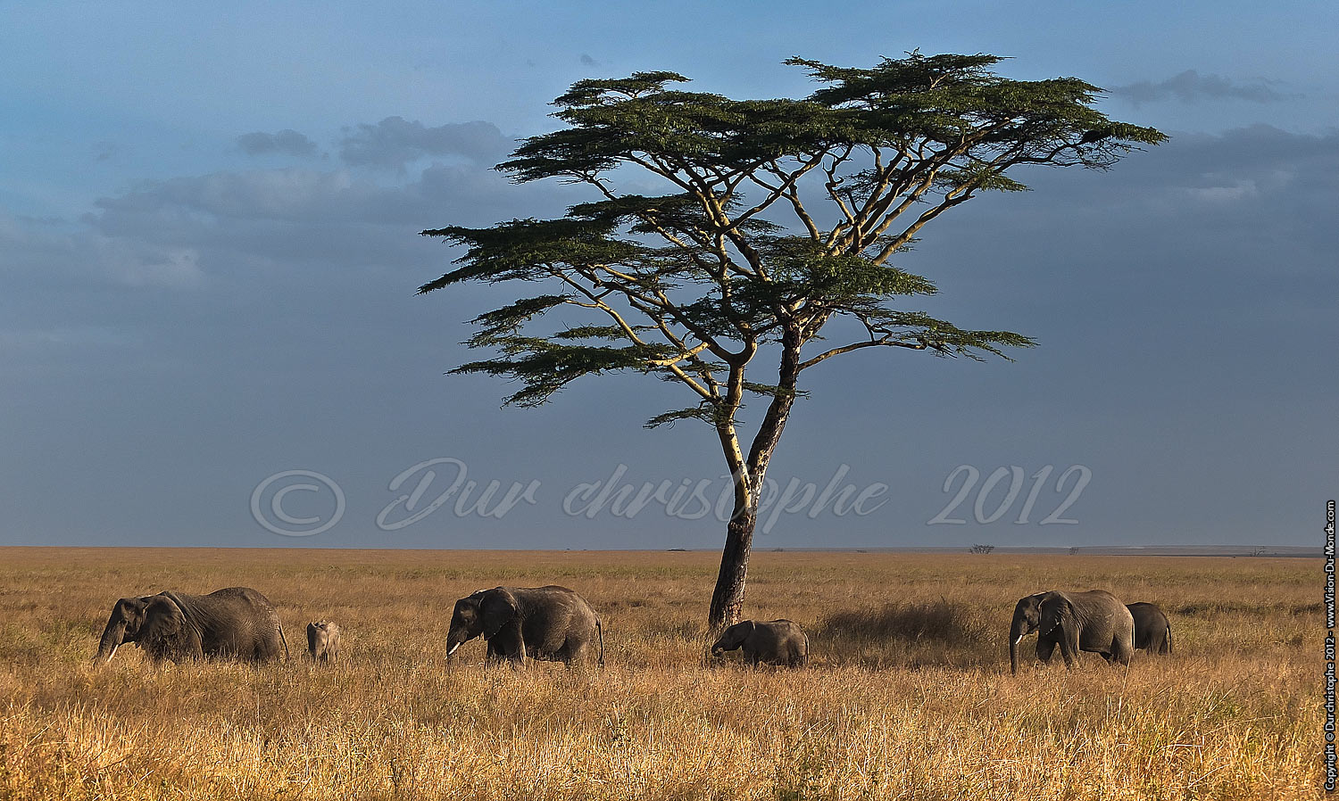 Les Eléphant - Serengeti national park 2012