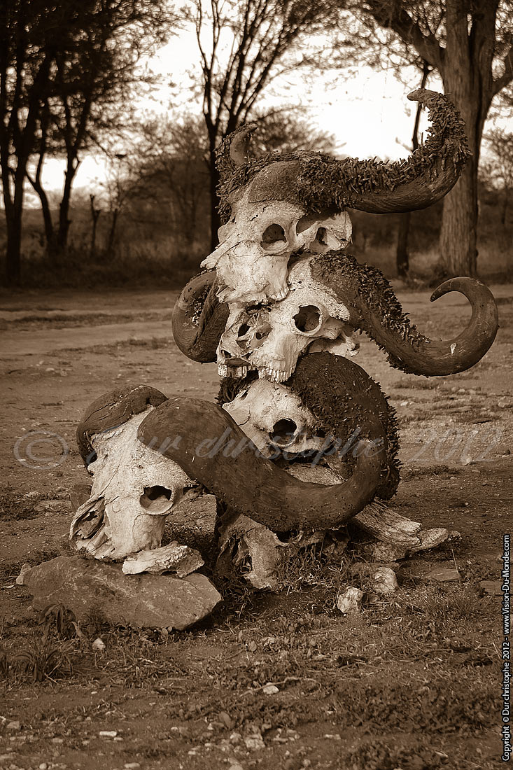 Welcome - Serengeti national park 2012