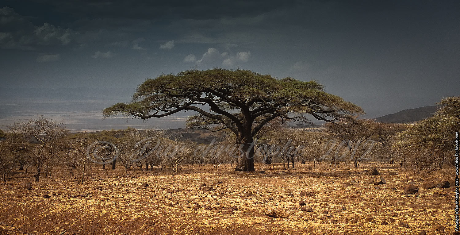 Acacia sous l'orage - Serengeti national park 2012