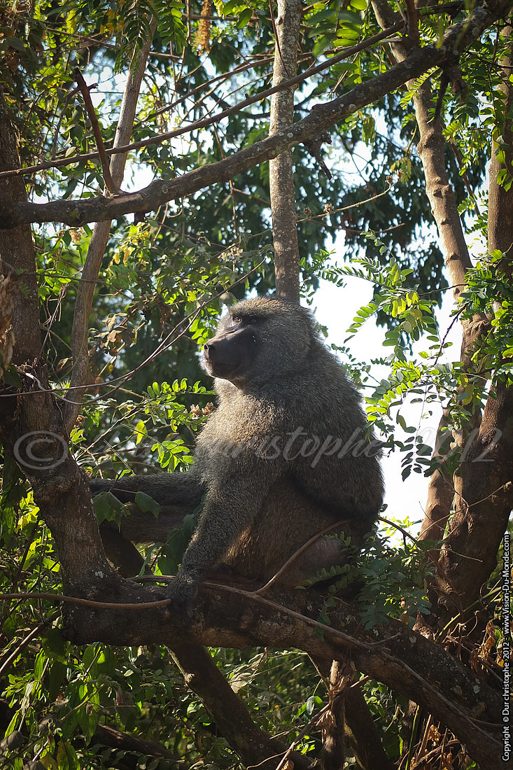 Babouin - Ngorongoro 2012