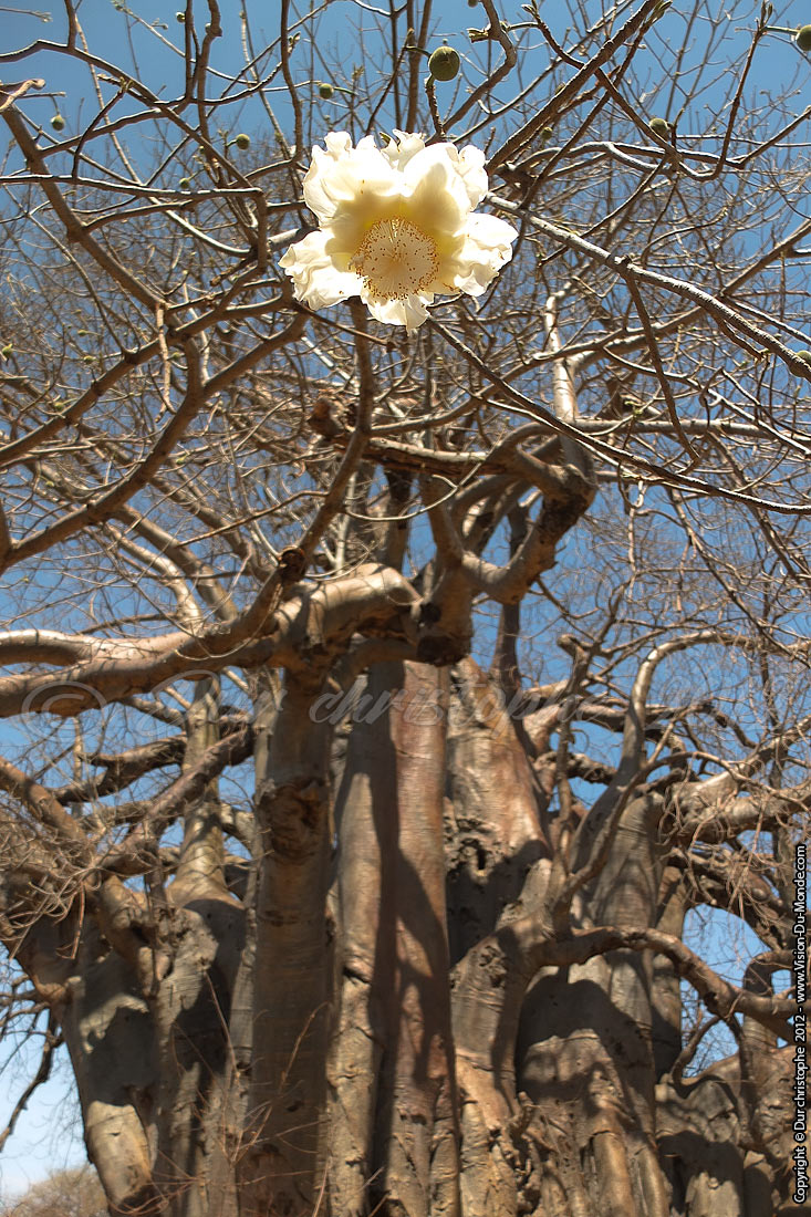 Fleur de Baobab  - Eyasi 2012