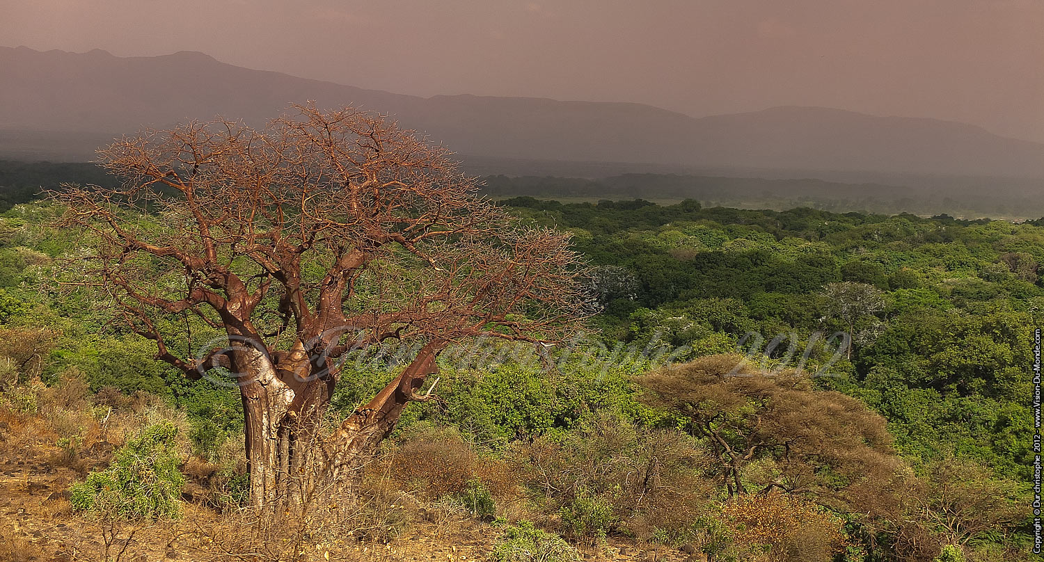 La jungle - Manyara 2012
