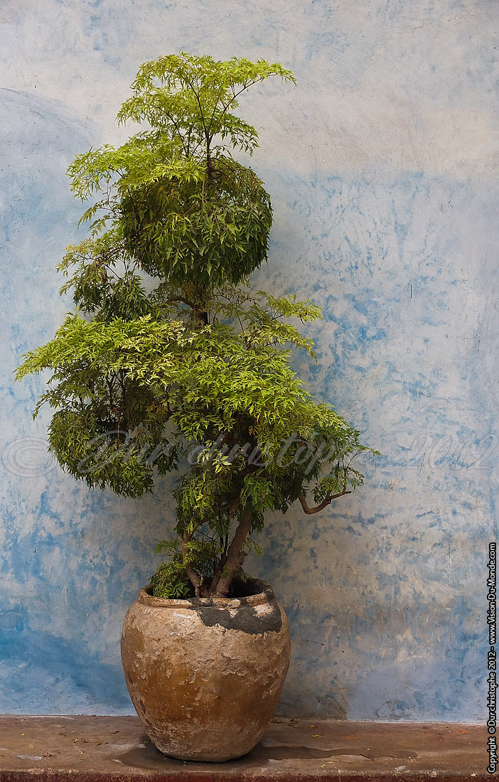 Plante verte sur fond bleu - Stone town - Zanzibar 2012