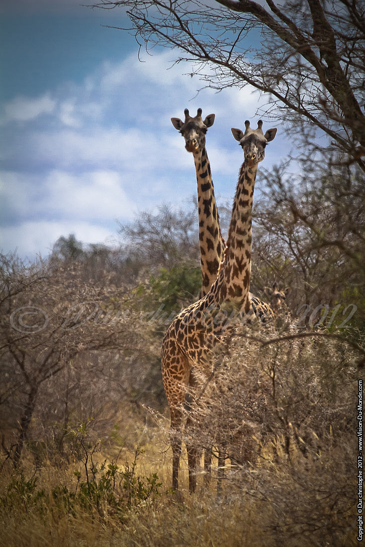 Girafes - Longido 2012