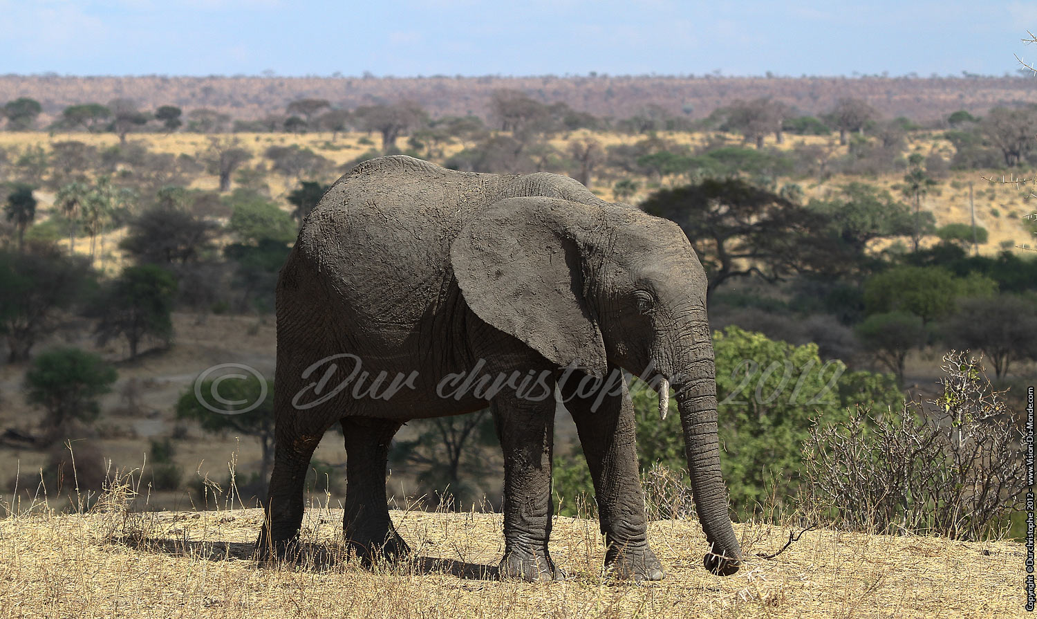 Elephants - Tarangire National Park 2012