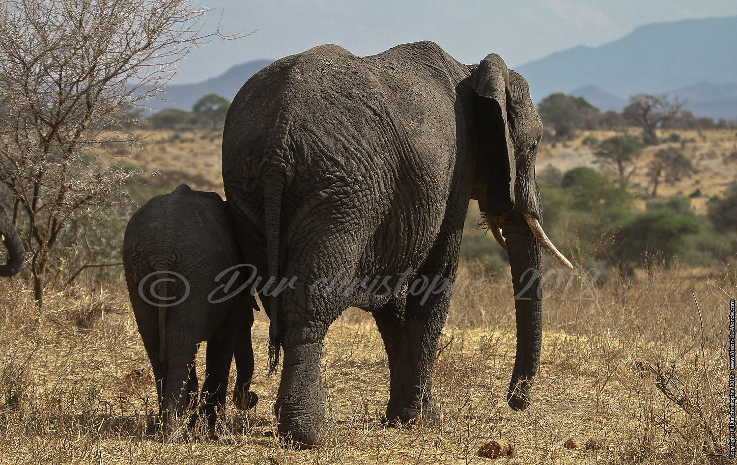 La mère et son petit - Tarangire National Park 2012