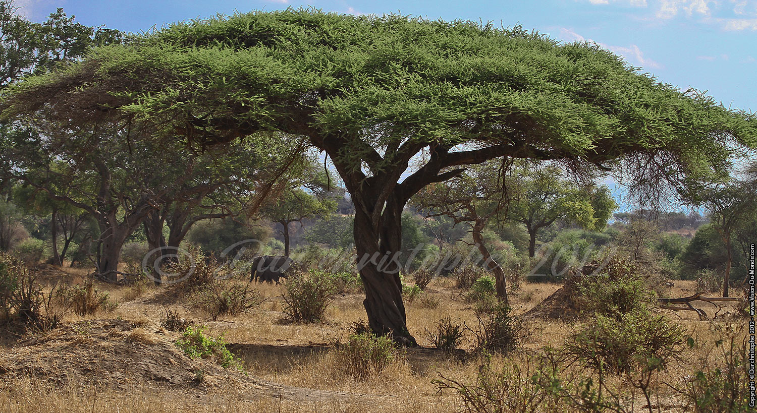 Acacia - Tarangire National Park 2012