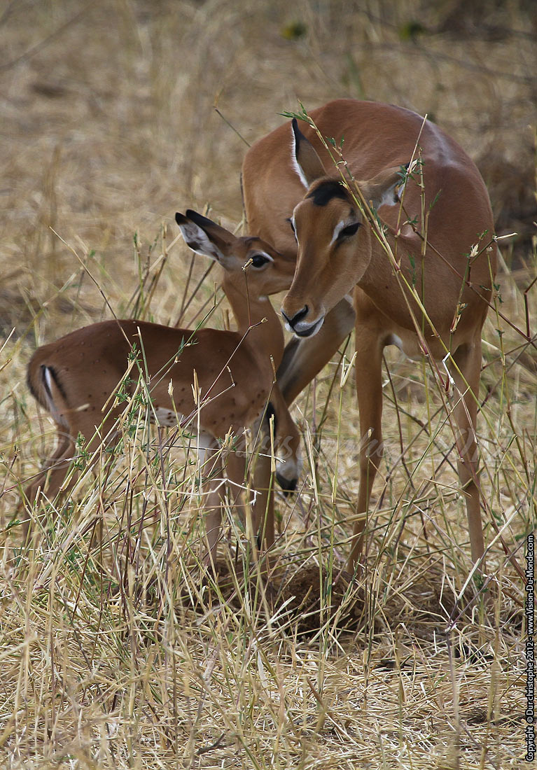 Gazelle de Grant femelle - Tarangire National Park 2012