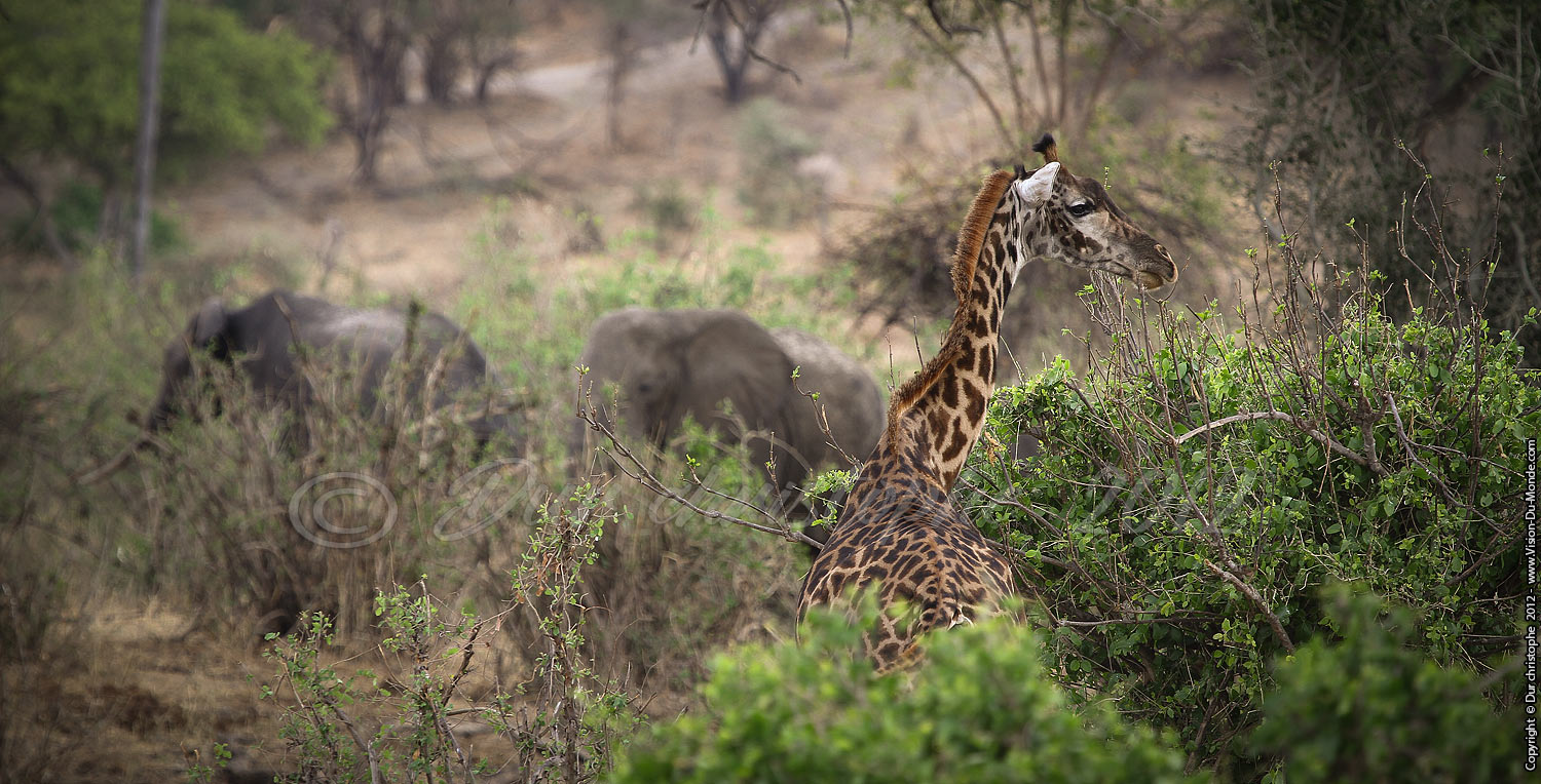 Girafe - Tarangire National Park 2012