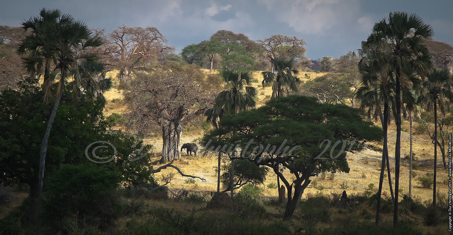 L'éléphant - Tarangire National Park 2012