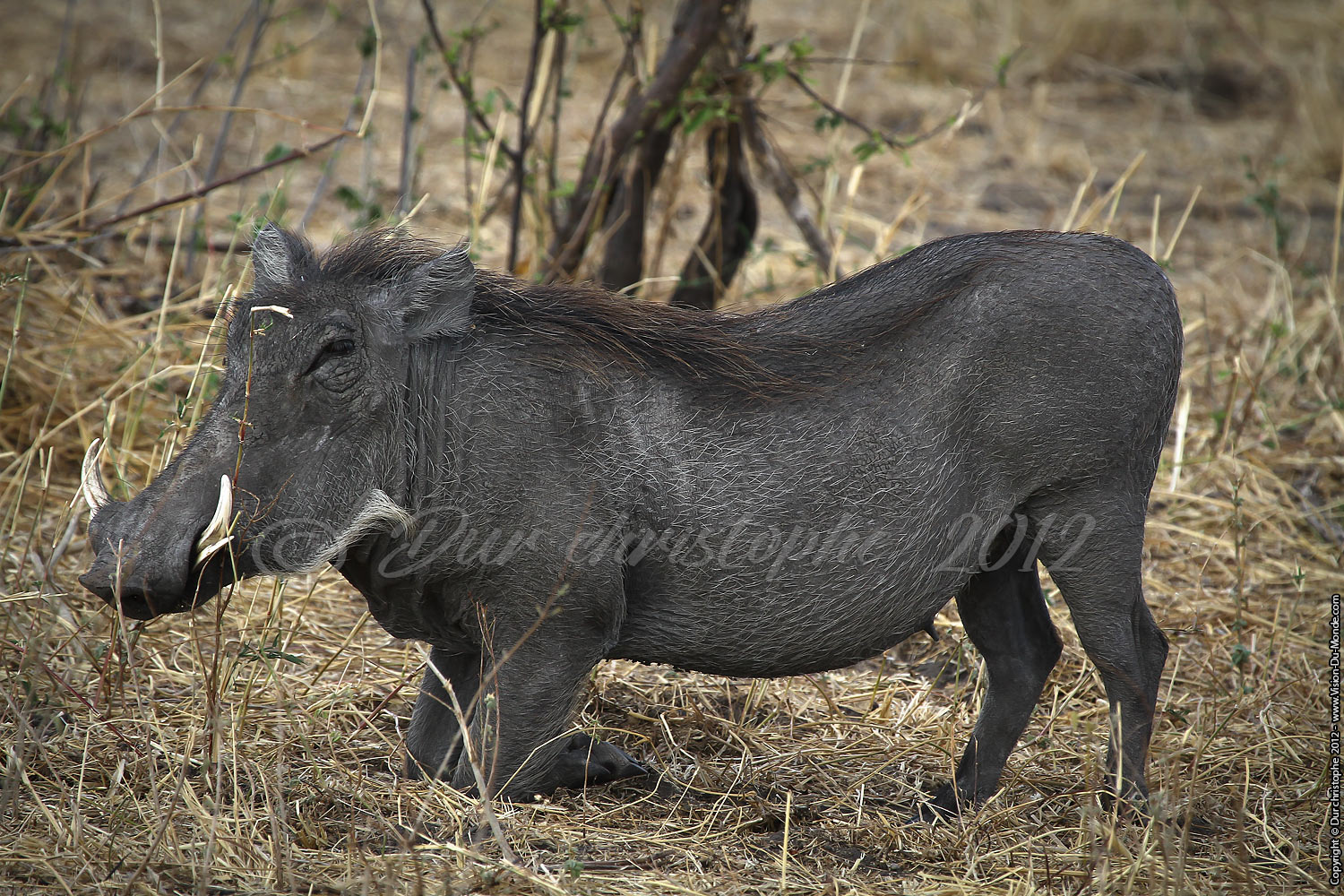 Phacochère - Tarangire National Park 2012