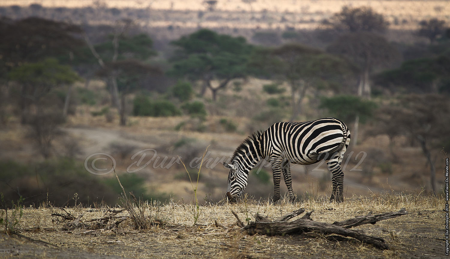 Zèbre - Tarangire National Park 2012