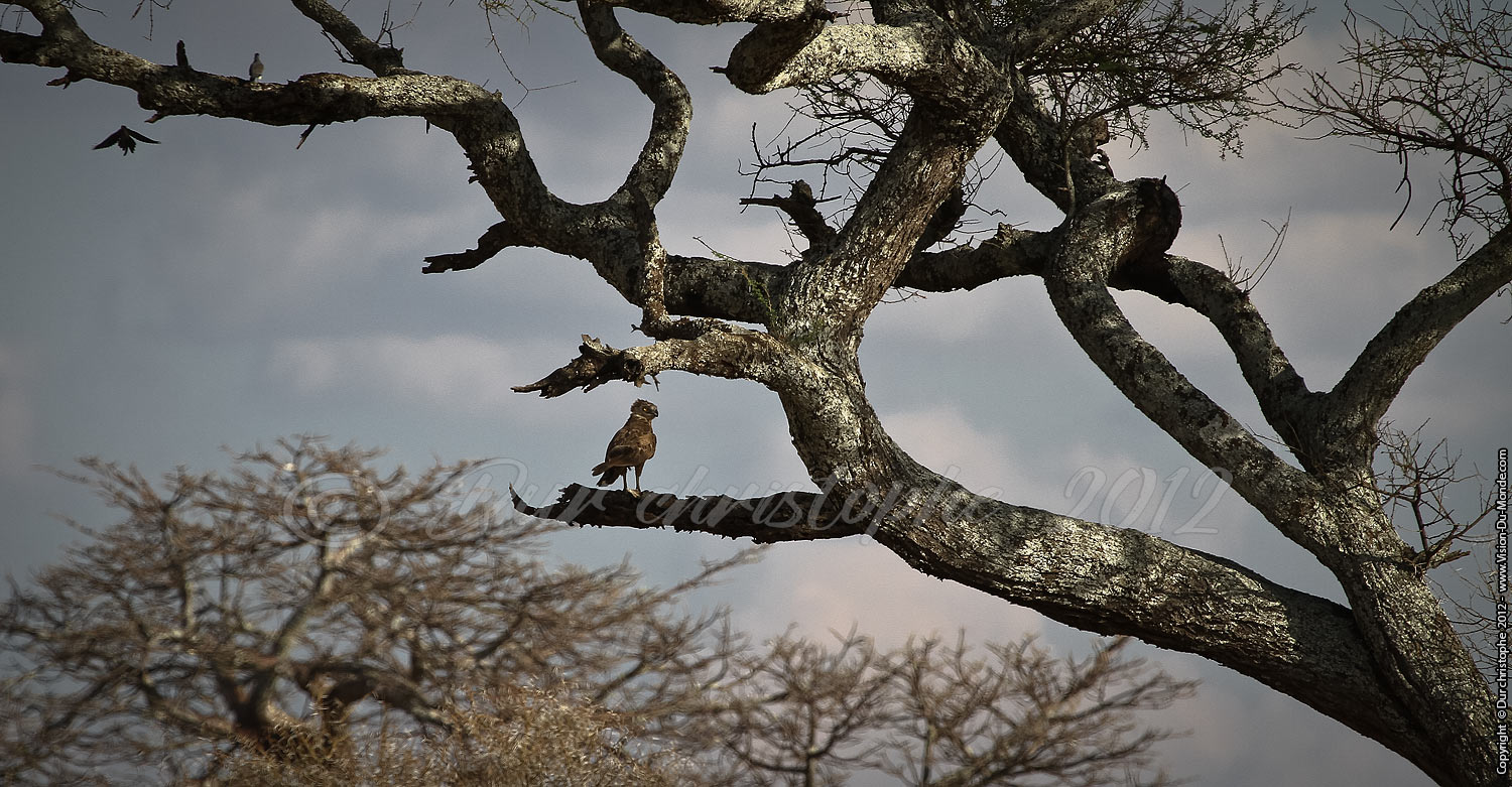Rapace - Tarangire National Park 2012