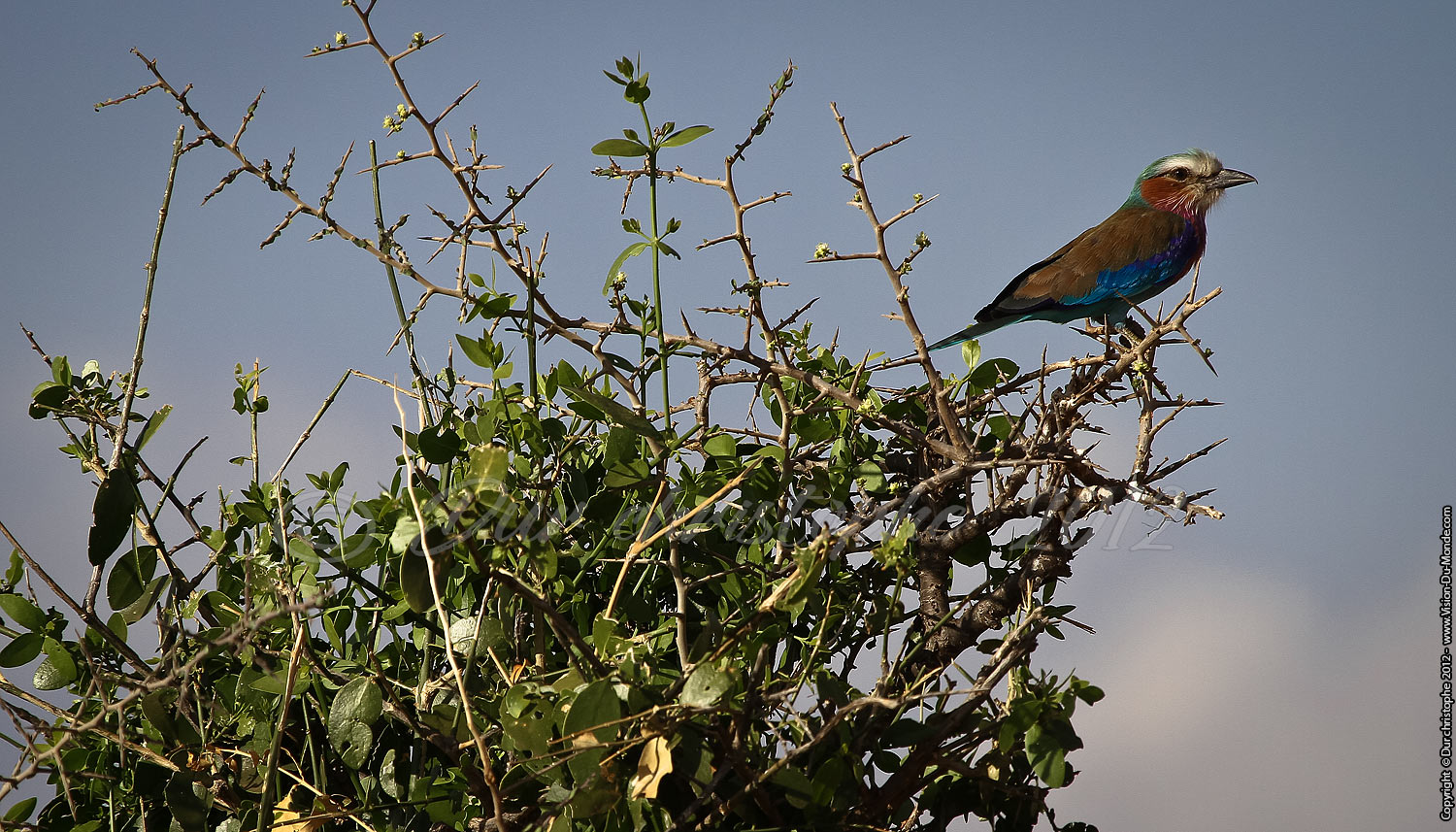 Rollier à longs brins - Tarangire National Park 2012