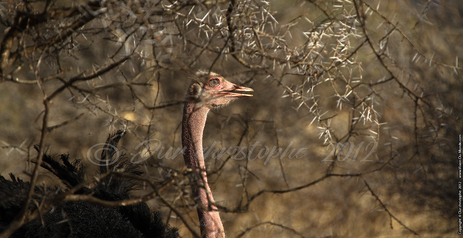 Autruche - Tarangire National Park 2012