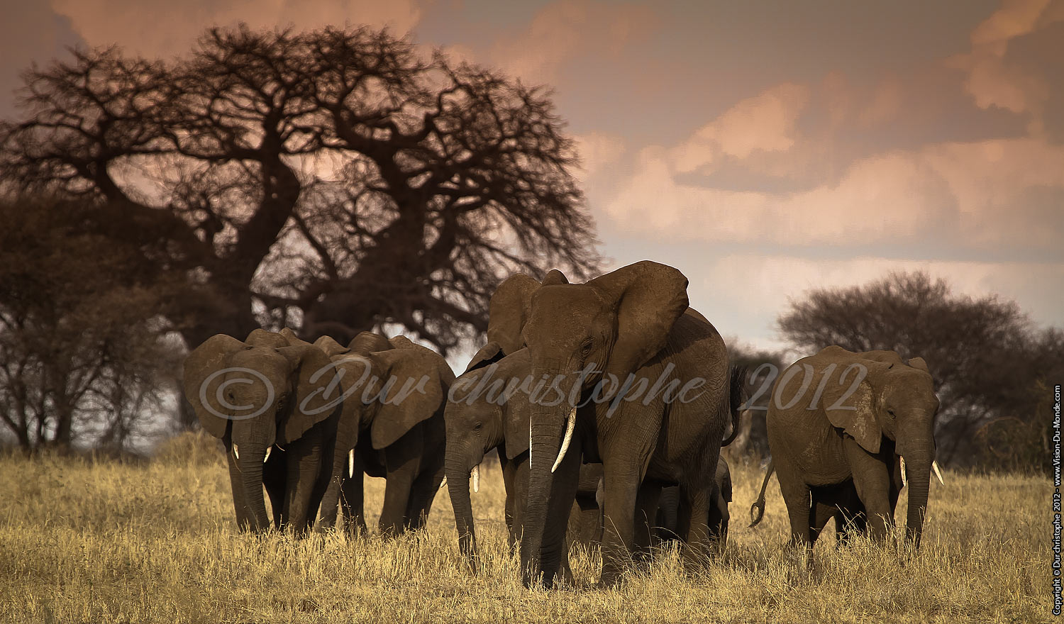 Tanzanie - 2012