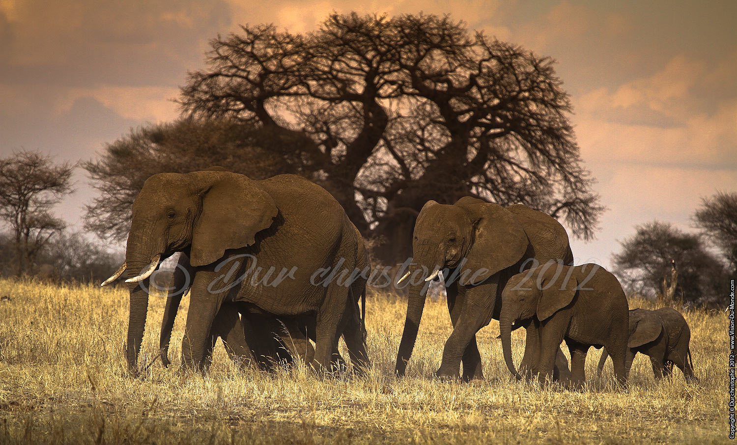 Eléphants - Tarangire National Park 2012