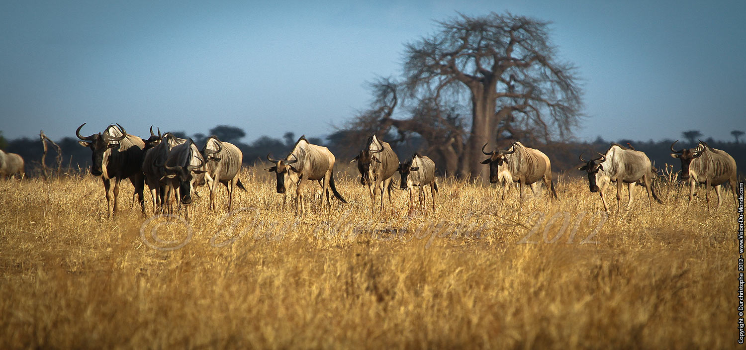 Gnous - Tarangire National Park 2012