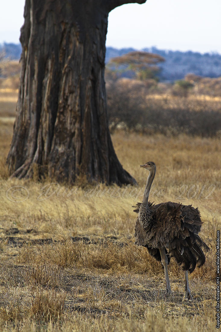 Autruche - Tarangire National Park 2012