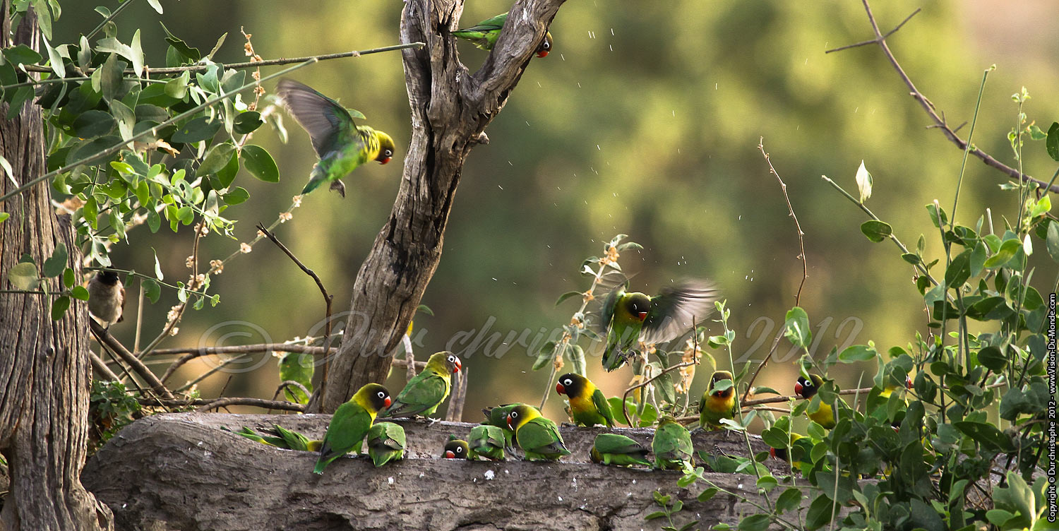 Inséparables - Tarangire National Park 2012