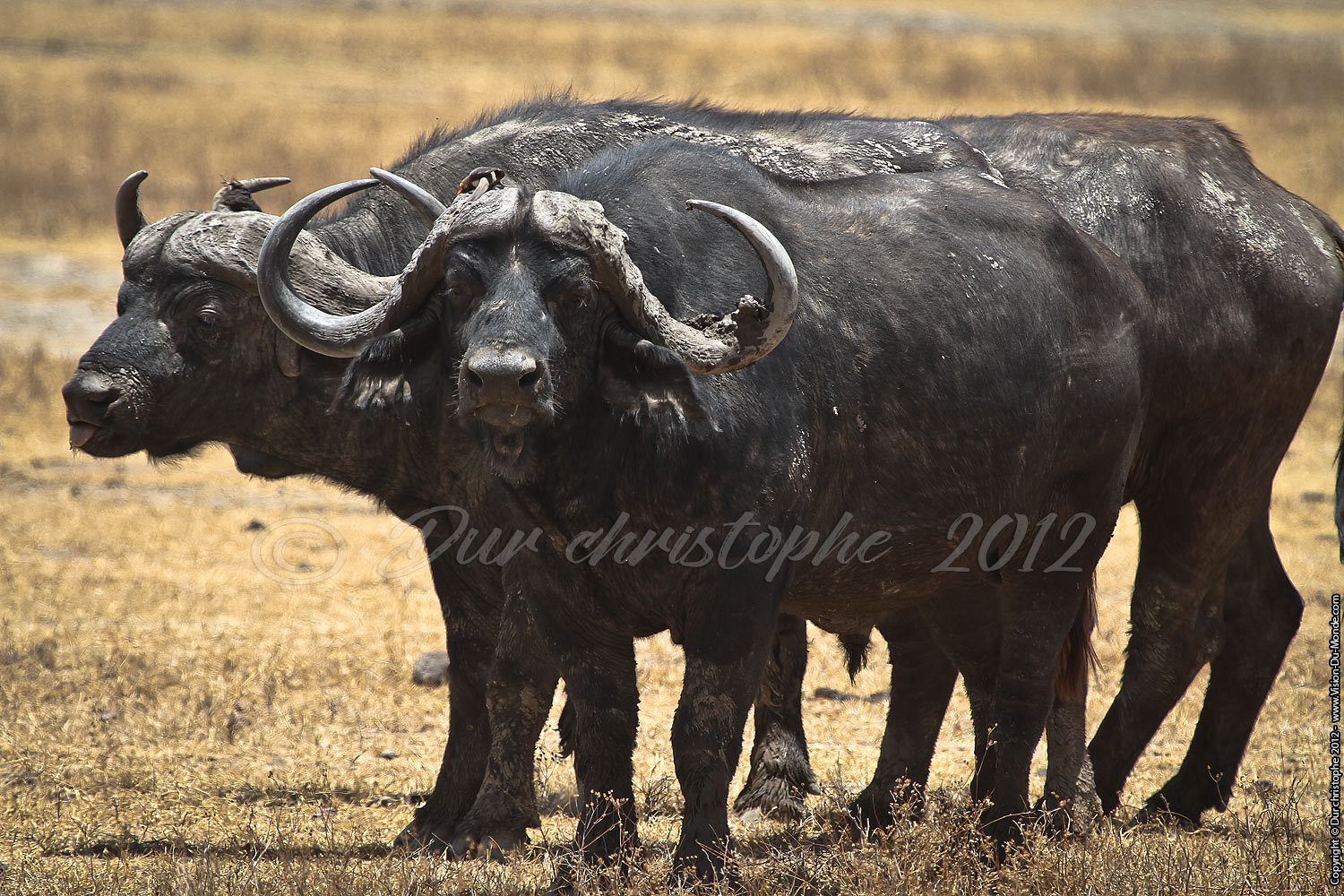 Buffles - Cratère Ngorongoro 2012