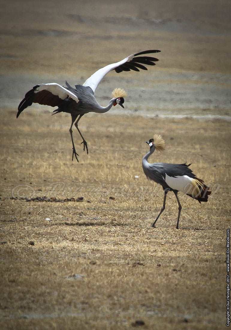 Grues royale - Cratère Ngorongoro 2012