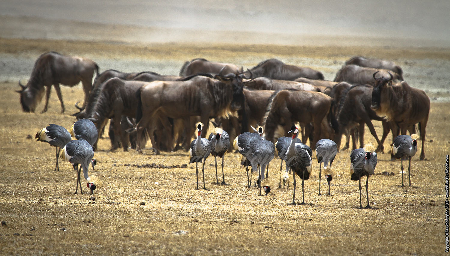 Grues royale - Cratère Ngorongoro 2012