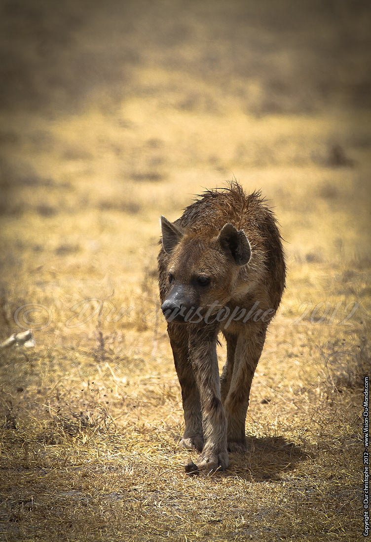 Hyène - Cratère Ngorongoro 2012