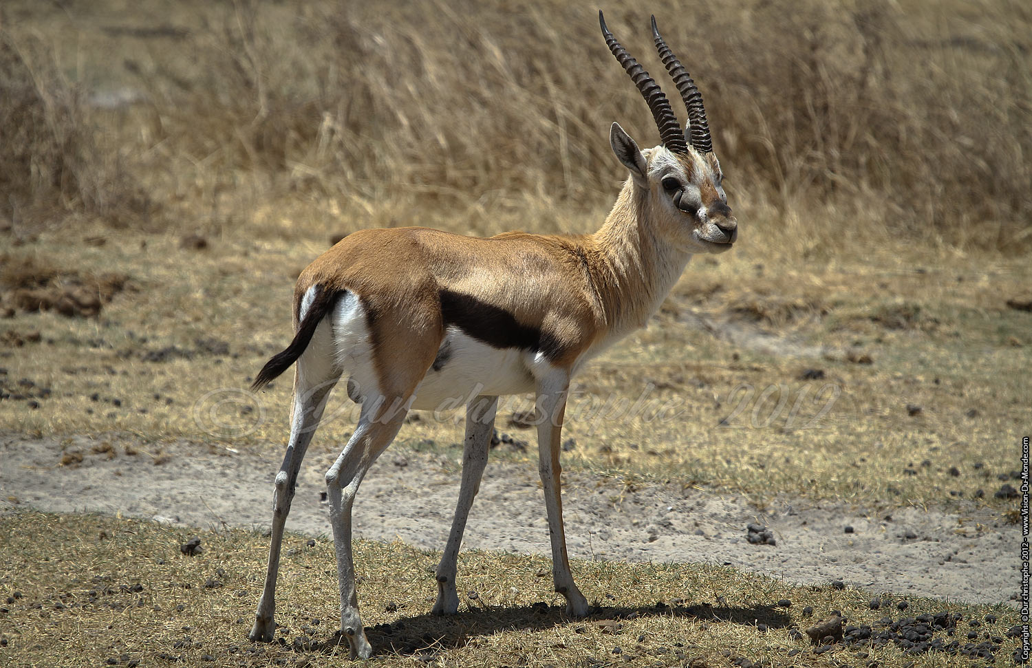 Gazelle de Thomson vieux male - Cratère Ngorongoro 2012
