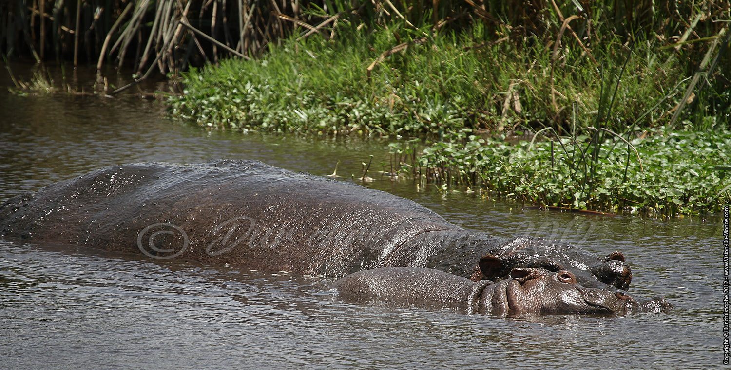 La mère et son petit - Cratère Ngorongoro 2012