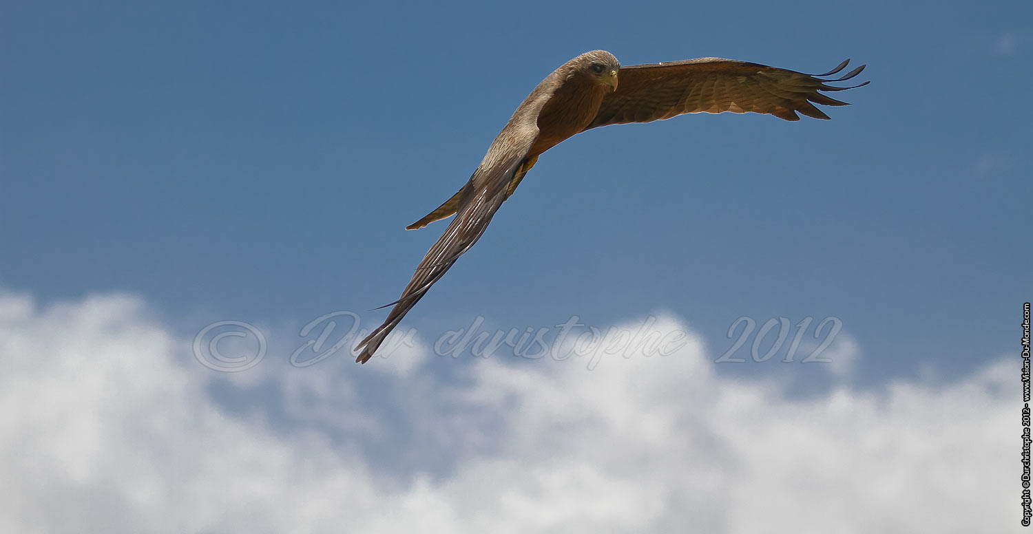 Rapace - Cratère Ngorongoro 2012