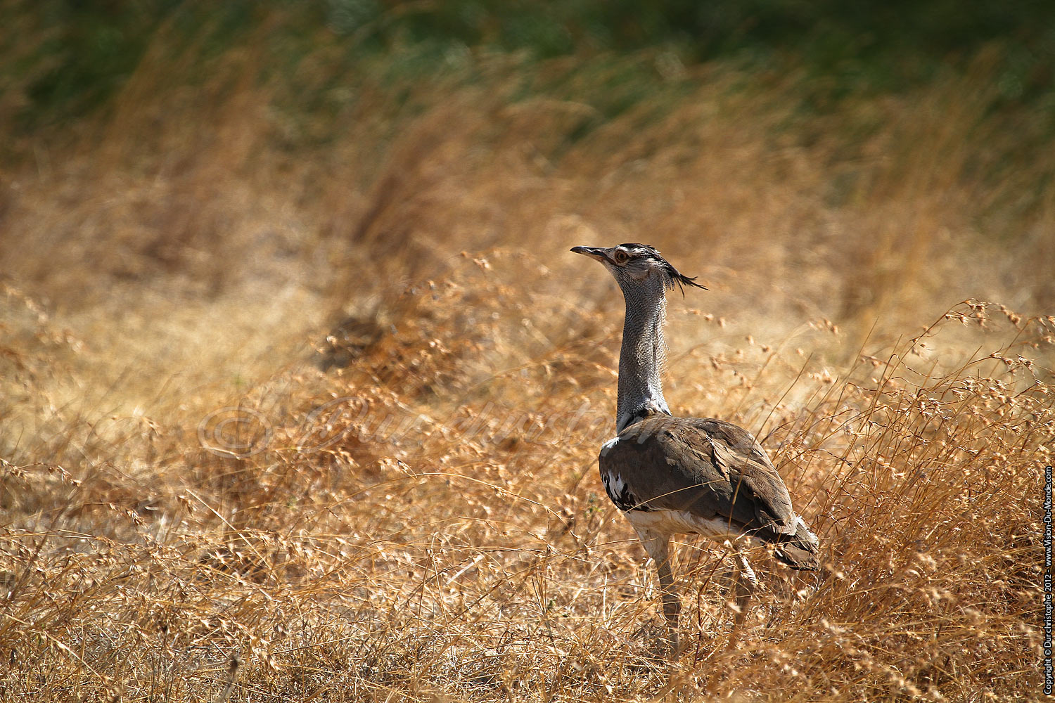 Outarde Kori - Cratère Ngorongoro 2012
