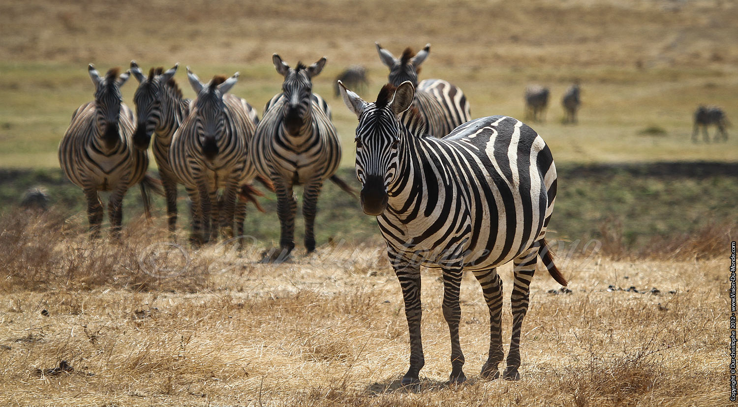 Zèbres - Cratère Ngorongoro 2012