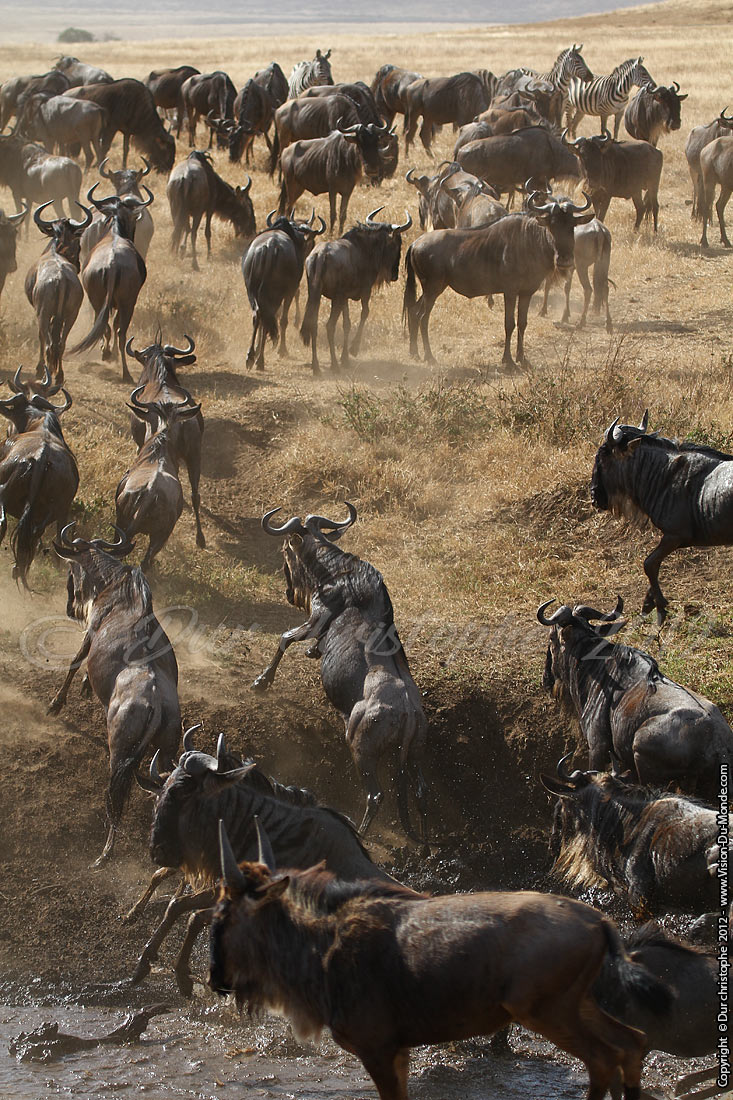 La panique - Cratère Ngorongoro 2012