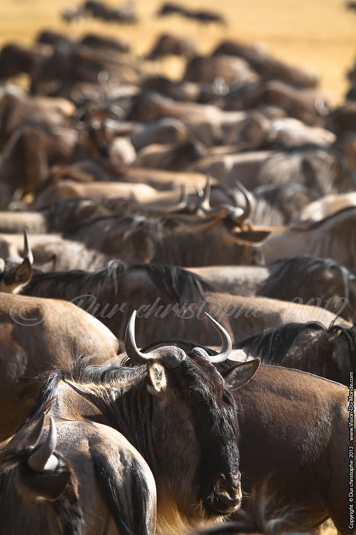Gnous - Cratère Ngorongoro 2012