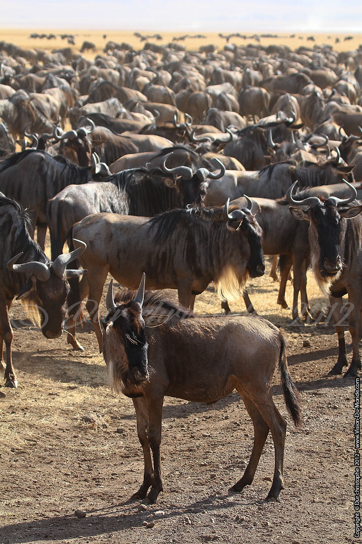 Gnous - Cratère Ngorongoro 2012