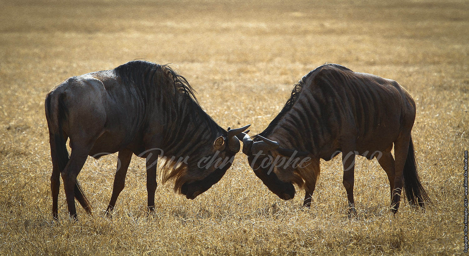 L'affront - Cratère Ngorongoro 2012