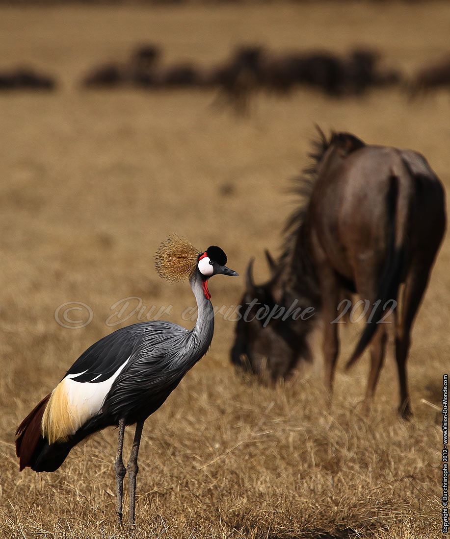 Grue royale - Cratère Ngorongoro 2012