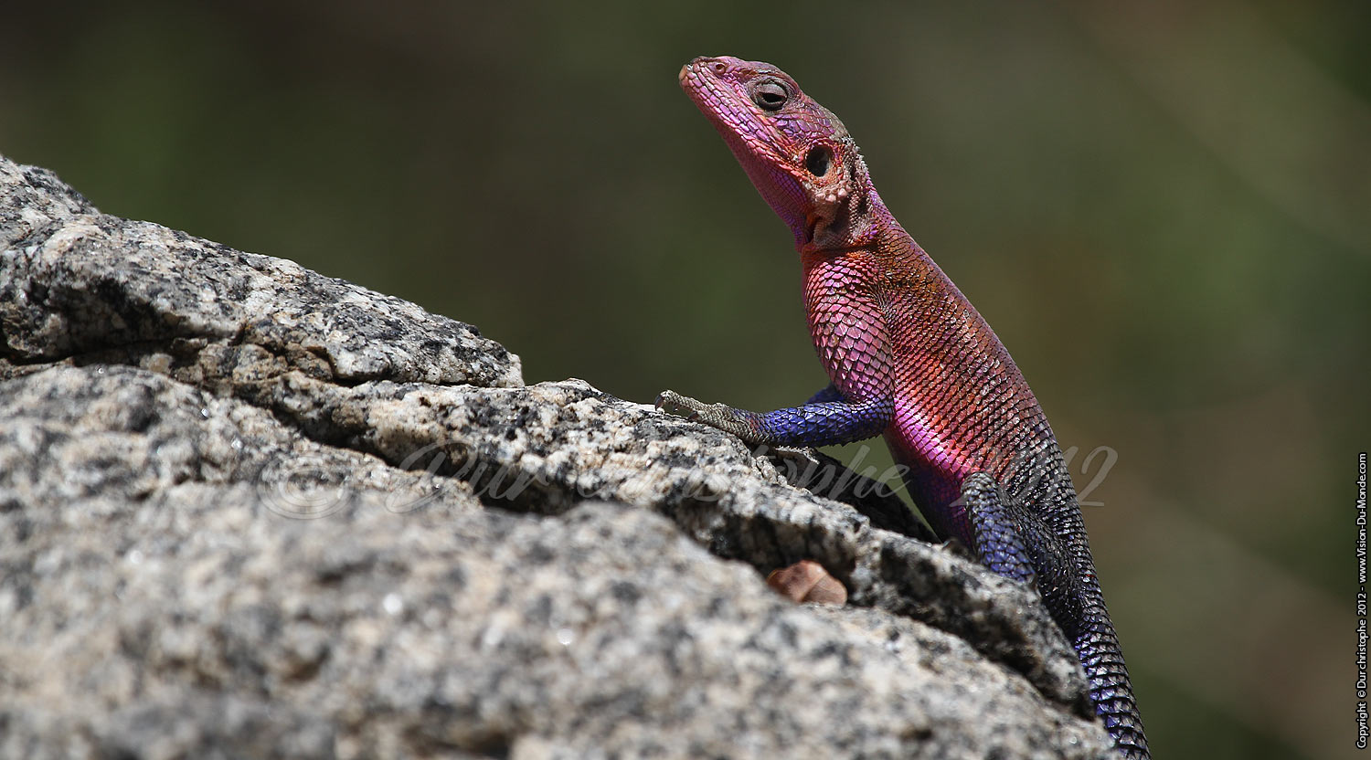 Agama rose et bleu  - Serengeti national park 2012