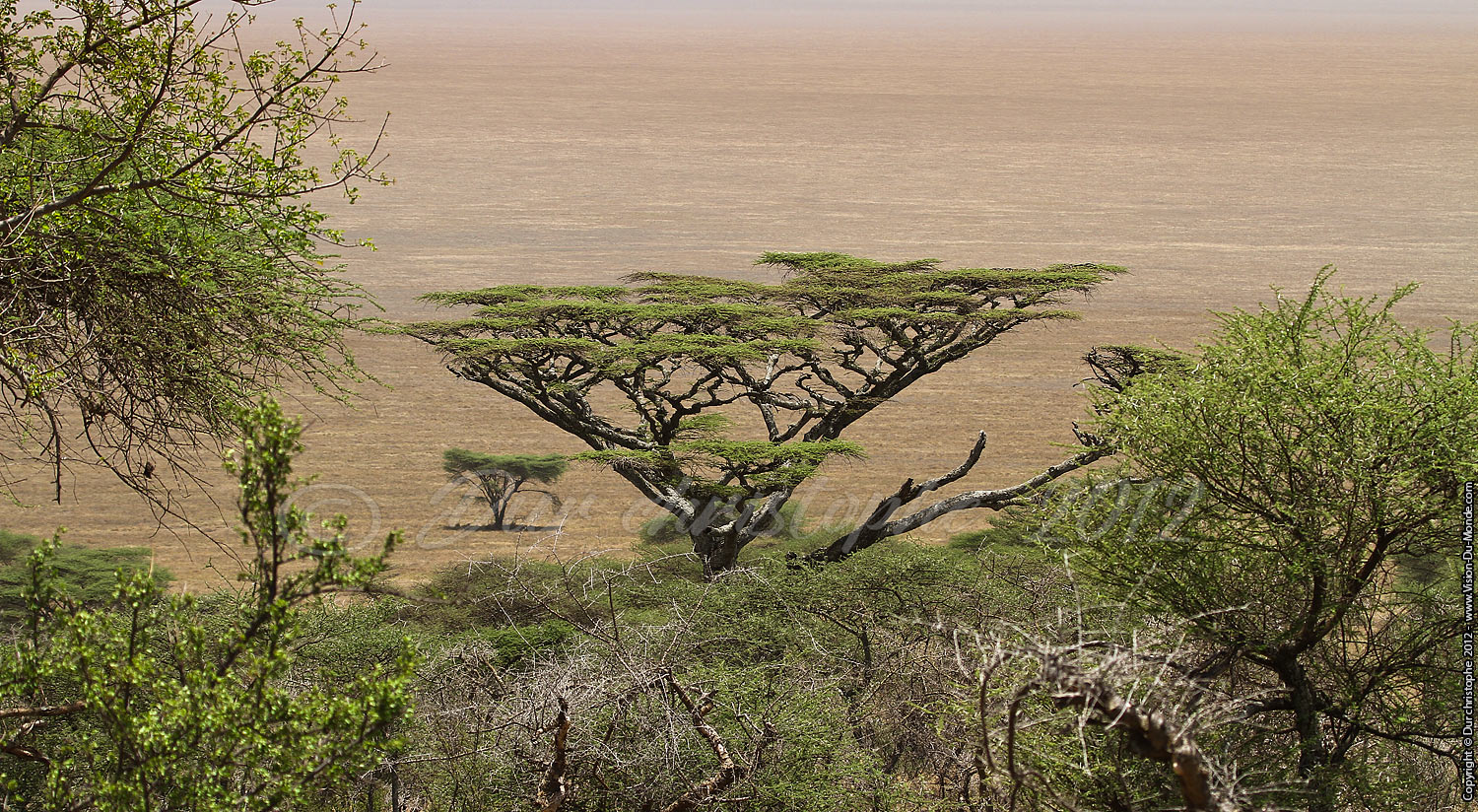 Le desert - Serengeti national park 2012