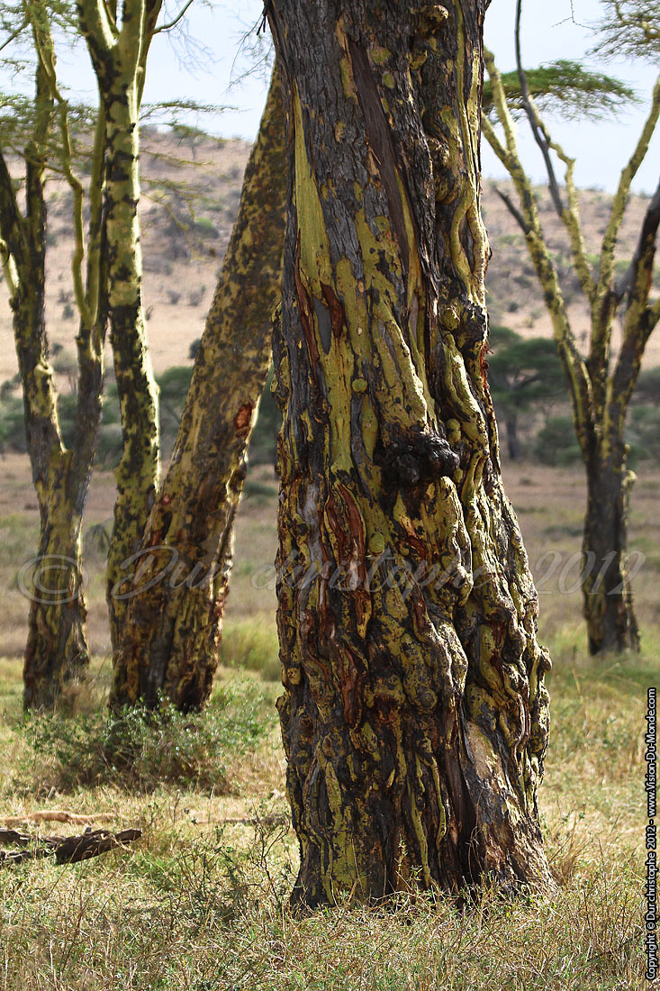 Acacias Jaune - Serengeti national park 2012