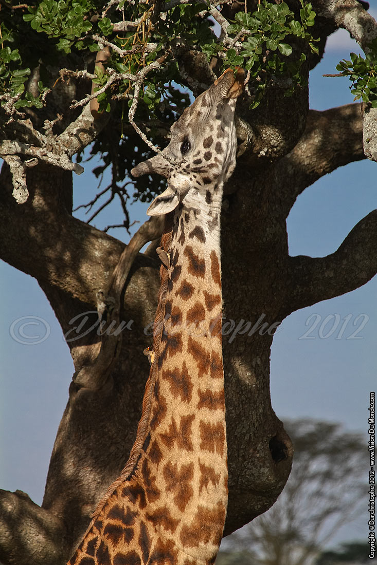 Le cou - Serengeti national park 2012