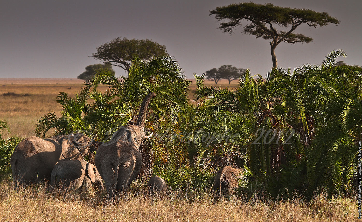 Le repas des pachidèrmes - Serengeti national park 2012