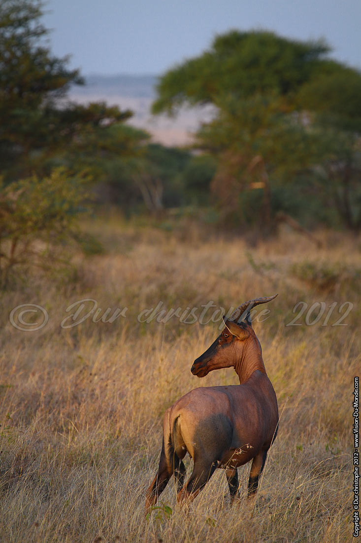 Bubale - Serengeti national park 2012