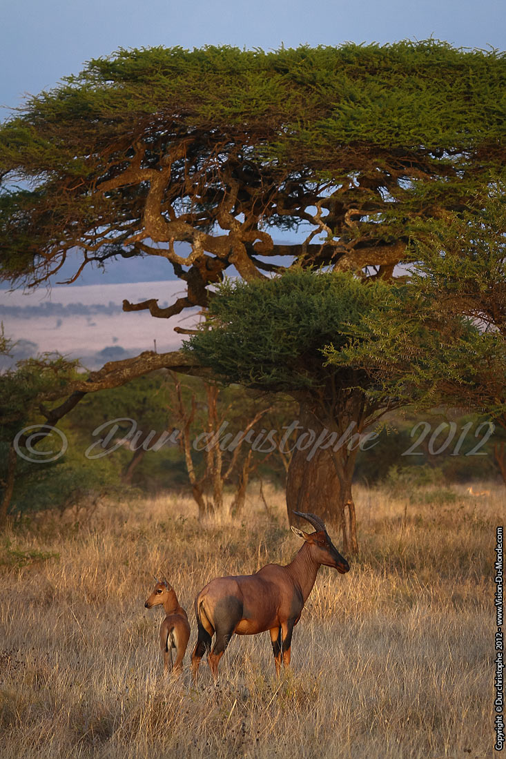 La mère Bubale et son petit - Serengeti national park 2012