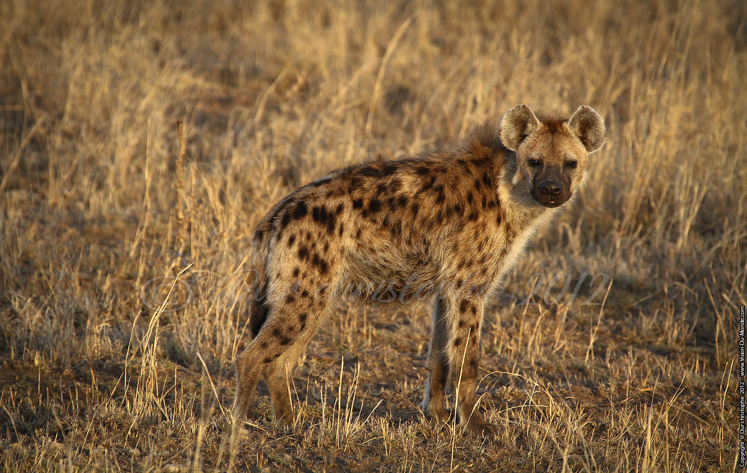 Hyène tachetée - Serengeti national park 2012