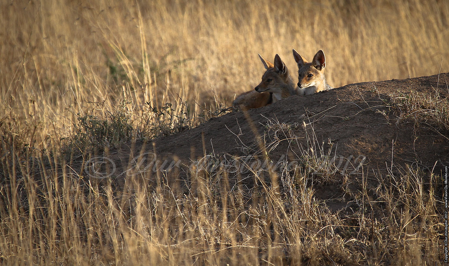 Les petit curieux - Chacal - Serengeti national park 2012