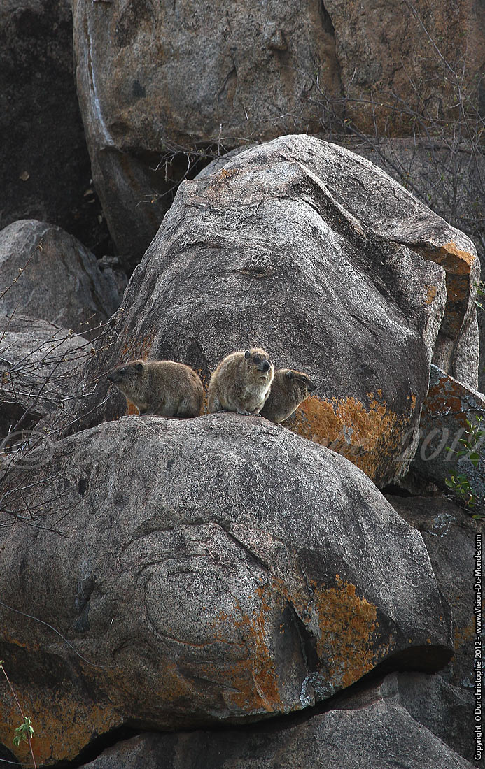 Damans - Serengeti national park 2012