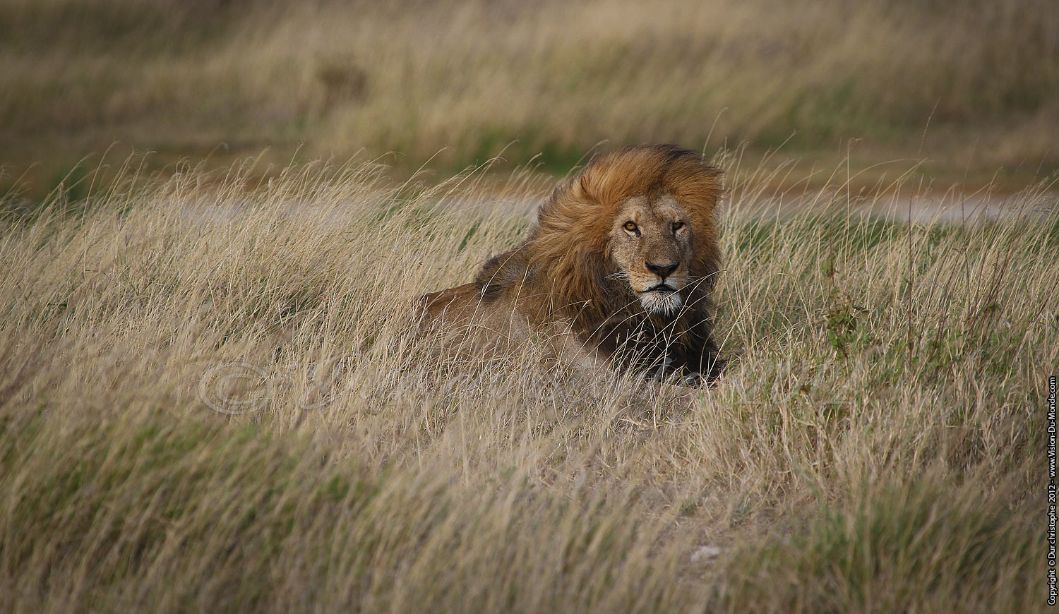 Le roi de la savane - Serengeti national park 2012